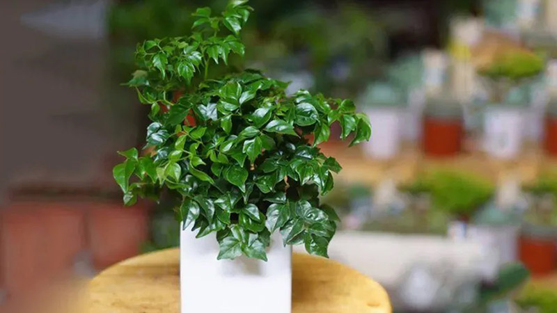 Cây Hạnh Phúc - Cây cảnh phong thủy trong nhà