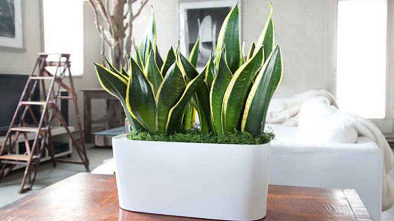 cây cảnh phong thủy trong nhà