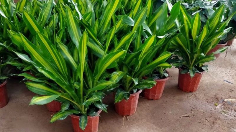 Cây Thiết Mộc Lan