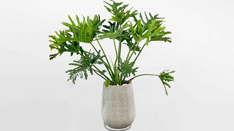 Cây Trầu Bà Thanh Xuân - Cây cảnh phong thủy trong nhà