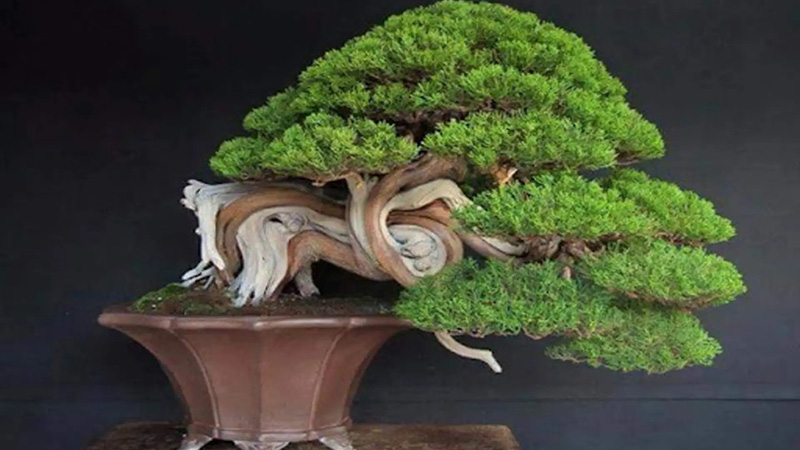 Cây Tùng Bồng Lai - Cây cảnh phong thủy trong nhà